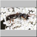 Mellinus crabroneus - Grabwespe m06 10mm - OS-Wallenhorst Sandgrube.jpg